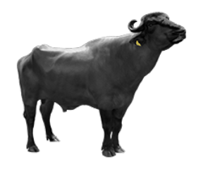 Dairy Buffalo