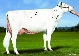 Storm-P Gallary Thumbnails